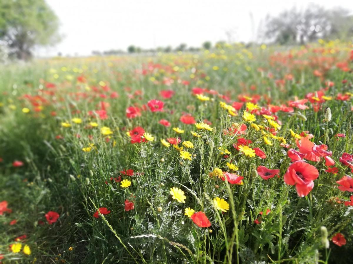 Agriturismo Fondo Paliemmu موديكا المظهر الخارجي الصورة
